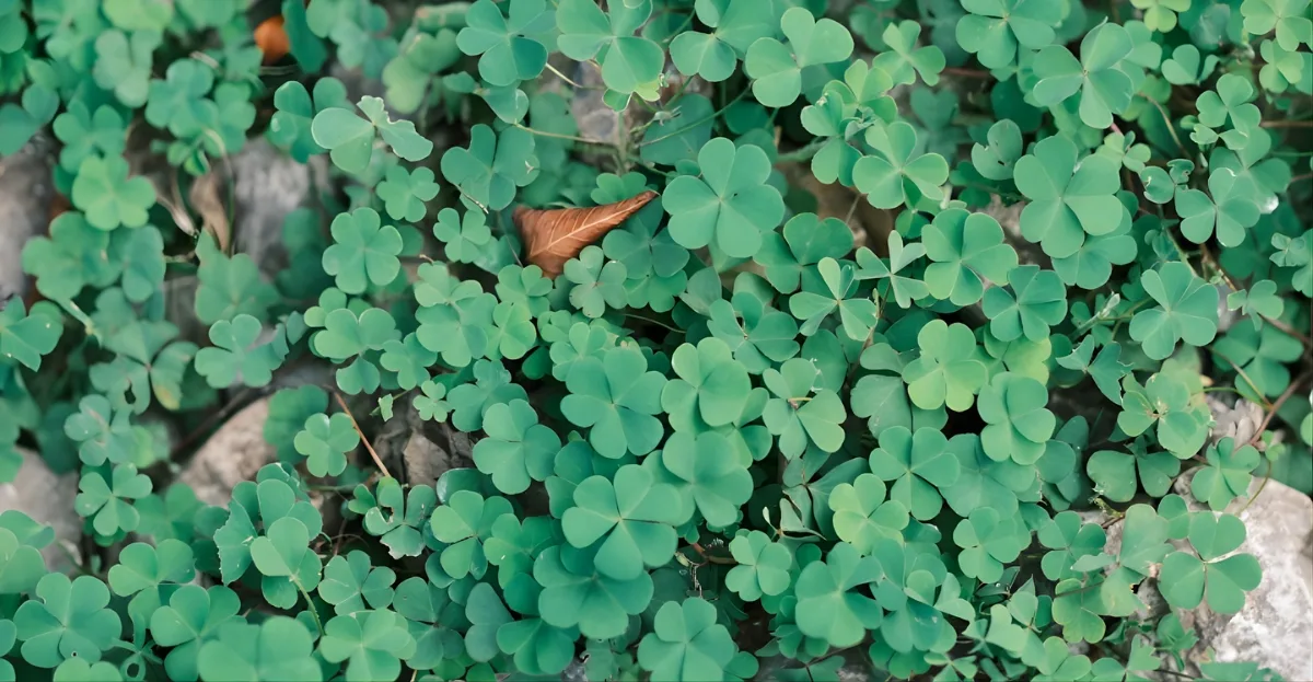 Designing Outdoor Spaces with low-maintenance clover ground cover as a grass alternative